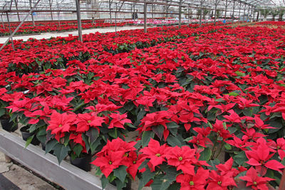 Close-up of red flowers in greenhouse