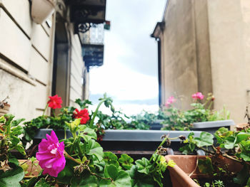 Close-up of potted plants against building