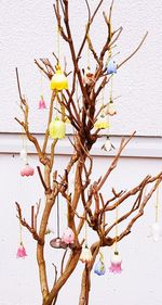 Close-up of flower twig