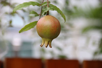 Close-up of apple on tree