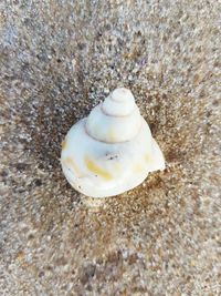 Close-up of seashell on sand