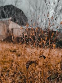 Close-up of dried plant on field