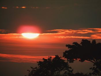 Tree against sky during sunset