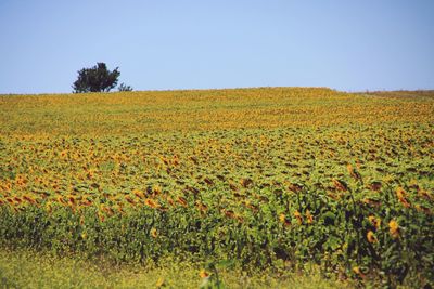 Scenic view of field against clear sky