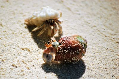 2 crabs on a beach