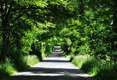 Narrow footpath amidst trees at park