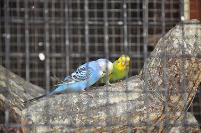 Close-up of parrot perching in cage