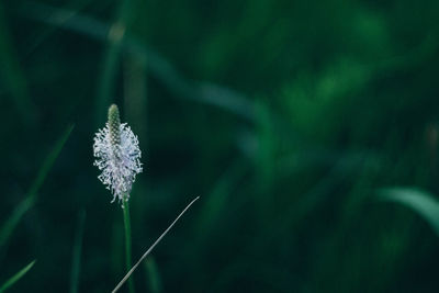 Close-up of white dandelion flower