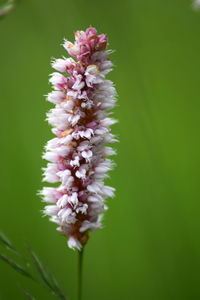 Close-up of flower blooming outdoors