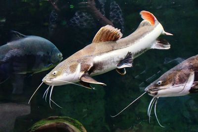 Fish swimming in sea