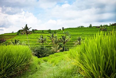 Scenic view of agricultural field against sky