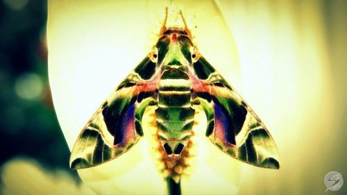 Close-up of insect on leaf