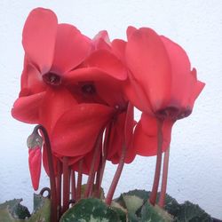 Close-up of red flower