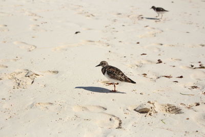 Bird on sand at beach