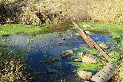 Plant in lake