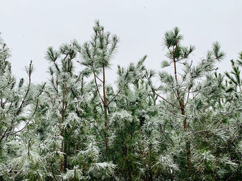 Low angle view of pine trees against sky during winter