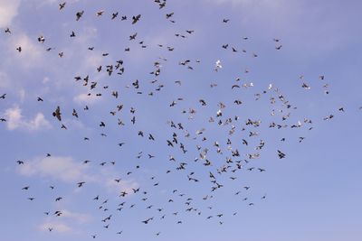 Flock of birds in the sky