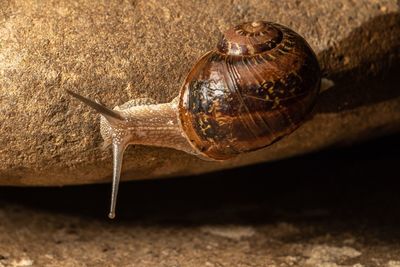 Close-up of snail