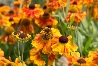 High angle view of coneflowers blooming on field