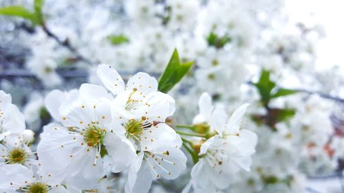 Close-up of white flower tree