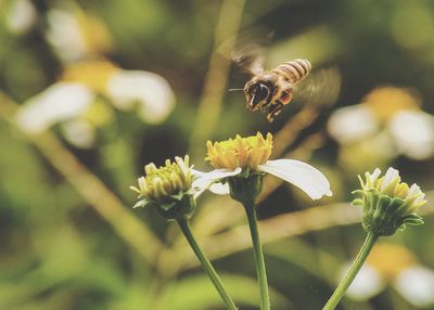 Close-up of bee on flower