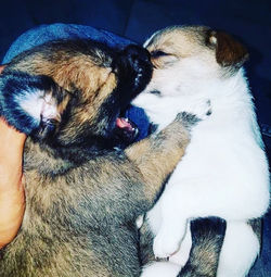 Close-up of dog sleeping