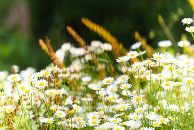 Close-up of yellow flowering plant on field