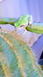 Close-up of insect on leaf