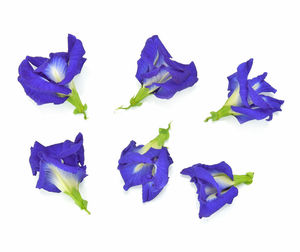 Close-up of purple flowers against white background