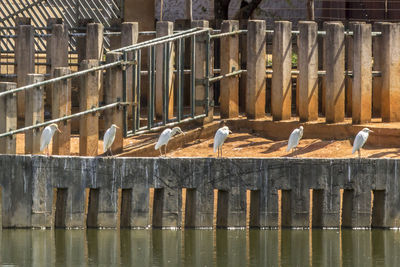 Herons perching on retaining wall by river