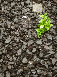 High angle view of plants growing on stone wall