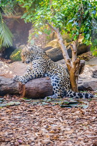 View of cat relaxing on tree