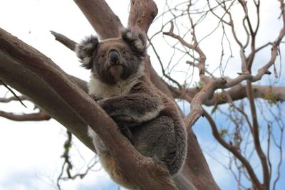 Low angle portrait of koala on tree against sky