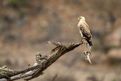 Tawny eagle on