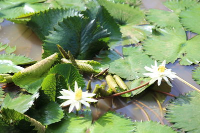 Close-up of green leaves on plant