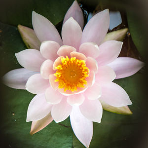 Close-up of frangipani blooming outdoors