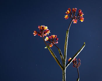 Close-up of red flowering plant against blue background