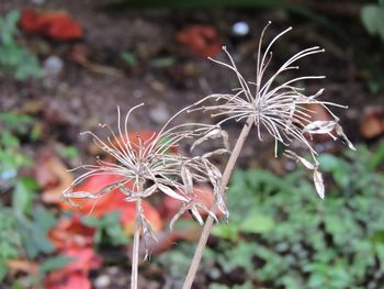 Close-up of plant against blurred background
