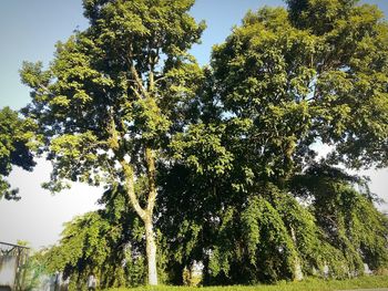 Low angle view of trees