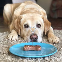 Close-up portrait of dog by food in plate on rug