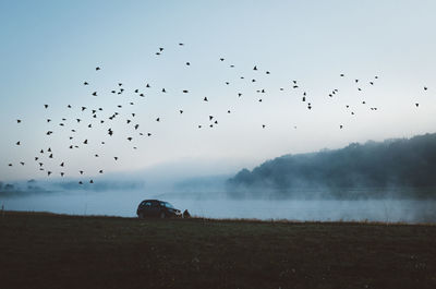 Flock of birds flying in sky