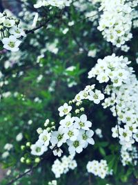Close-up of white flowers