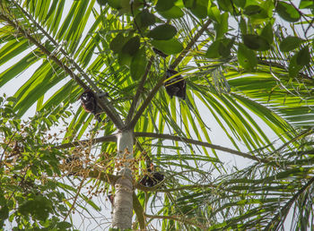 Low angle view of bird on tree