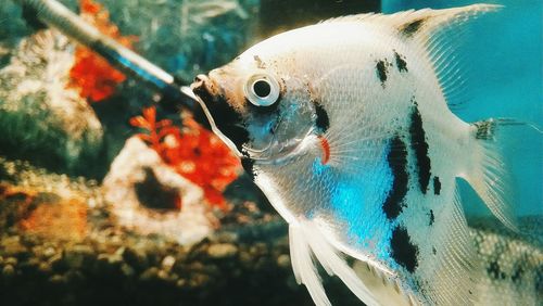 Close-up of fish swimming in tank