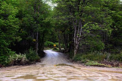 Rear view of man walking in forest