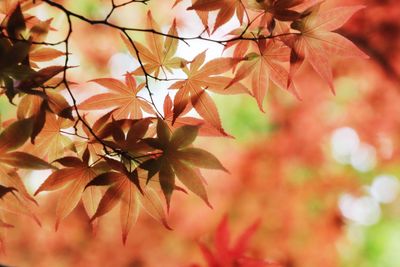 Close-up of maple leaves on tree