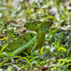 Close-up of frog on field