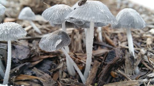 Close-up of mushrooms