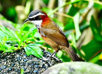 Close-up of bird perching on plant