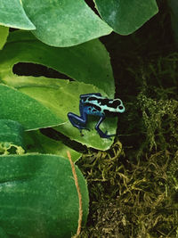 Close-up of butterfly on green leaf